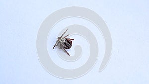 Tick lies upside down, turns over and crawls out of frame