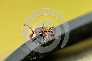 A tick is a parasite insect. The dangerous blood-sucking arthropod insect carries the encephalitis virus, Lyme disease,