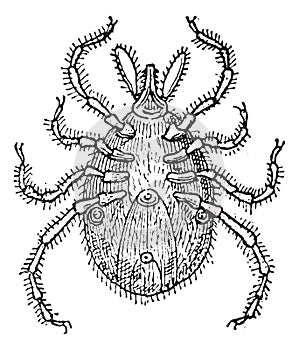 Tick parasite, vintage engraving