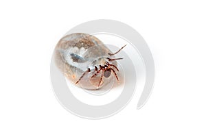 Tick - parasite on white background