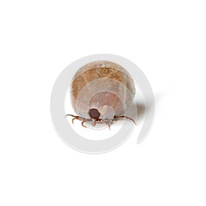 Tick - parasite on white background