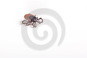 Tick - parasitic arachnid blood-sucking photo