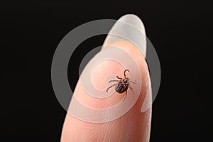 Tick on a person`s finger close-up. Concept of the season for the spread of ticks and diseases transmitted through insect bites.