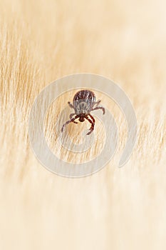 tick on pet, carrier of infections, diseases of dog piroplasmosis or babesiosis