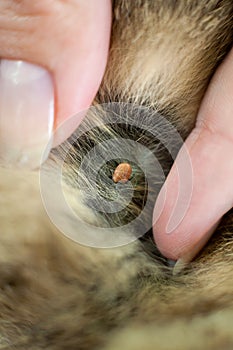 Tick in pets hair