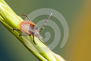 Tick on a plant straw