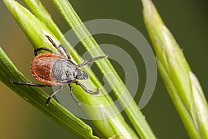 Tick on a plant straw photo