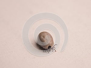 A tick on a sheet of paper