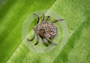 Tick sits on a green leaf