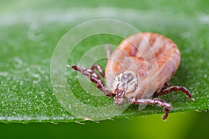 The tick is sitting on a green leaf