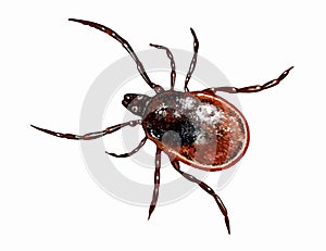 Tick, suborder Metastigmata Ixodida, Ixodidae