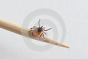 Tick on toothpick