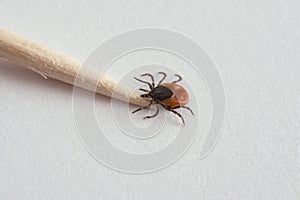 Tick on toothpick