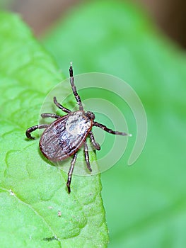 The tick waiting on a green leaf in the forest