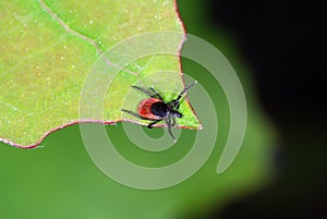 Tick waiting for host