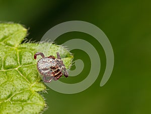Tick waiting for host photo