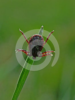 Tick waiting for its prey photo