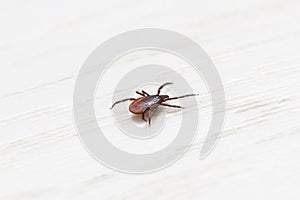 Tick walking on the floor at home