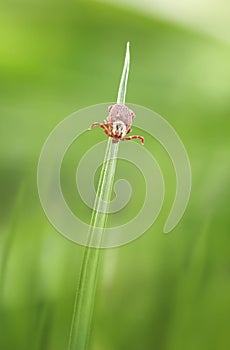 Tick waylay on grass