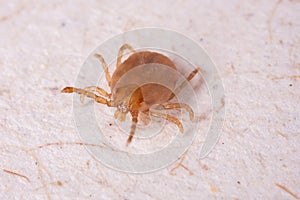 Tick in white background