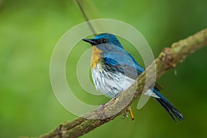 Tickell's Blue Flycatcher