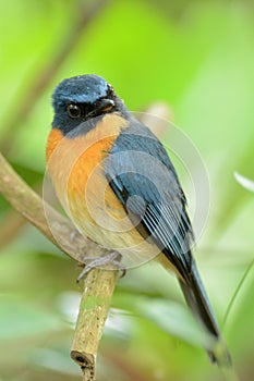 Tickell's blue flycatcher