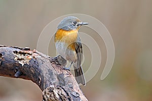 Tickell`s Blue Flycatcher Cyornis tickelliae Beautiful Female Birds of Thailand