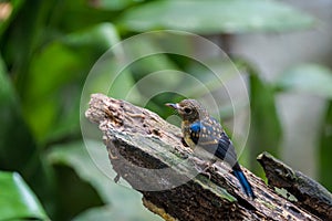 Tickell`s blue-flycatcher Cyornis tickelliae Juvenile,perching