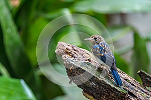 Tickell`s blue-flycatcher Cyornis tickelliae Juvenile,perching