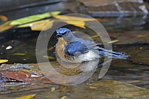 Tickell`s Blue Flycatcher Cyornis tickelliae Male Birds Shower