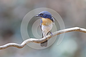 Tickell's Blue Flycatcher Cyornis tickelliae Male Birds of Thailand