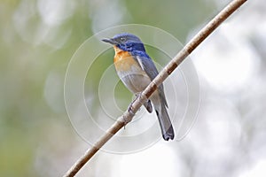 Tickell's Blue Flycatcher Cyornis tickelliae Male Birds of Thailand