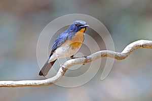 Tickell's Blue Flycatcher Cyornis tickelliae Male Birds of Thailand