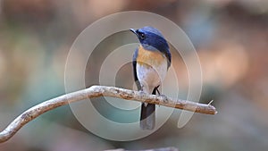 Tickell`s blue flycatcher Cyornis tickelliae Male Cute Birds of Thailand