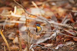 Tickell`s Blue Flycatcher, Cyornis tickelliae, Panna Tiger Reserve