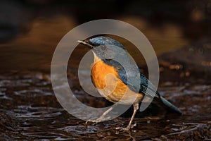 Tickell`s Blue Flycatcher, Cyornis tickelliae, about to take a bath