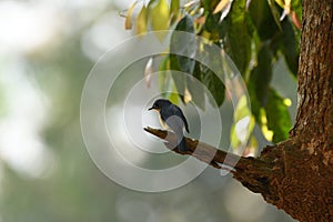 Tickell`s blue flycatcher from Indian Forest