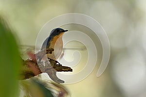 Tickell`s blue flycatcher from Indian Forest