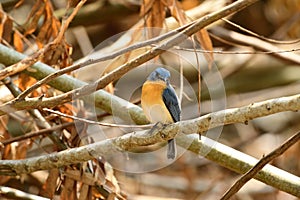 Tickell`s blue flycatcher from Indian Forest