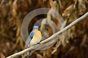 Tickell`s blue flycatcher from Indian Forest