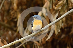 Tickell`s blue flycatcher from Indian Forest