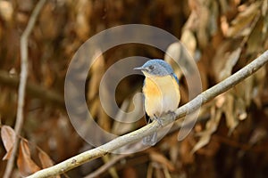 Tickell`s blue flycatcher from Indian Forest