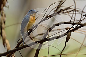 Tickell`s blue flycatcher from Indian Forest