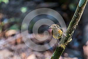 Tickell`s brown-flycatcher Cyornis tickelliae Juvenile,perching