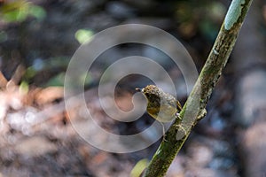 Tickell`s brown-flycatcher Cyornis tickelliae Juvenile,perching