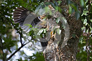 Tickell`s brown hornbill bird, in the back, perched in front of a nest in the tropical forest of Khao Yai National Park