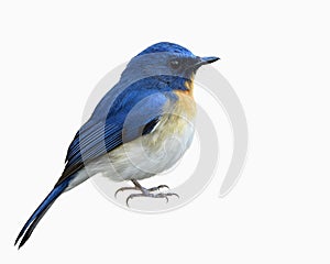 Tickell`s or Indochinese blue flycatcher Cyornis tickelliae in fuffly feathers with details of beak head face body wing