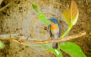 Small blue and orange bird with green leaves (Tickells blue flycatcher) photo