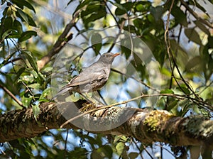 Tickells Thrush Perched on Branch