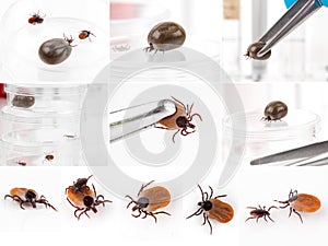 Ticks